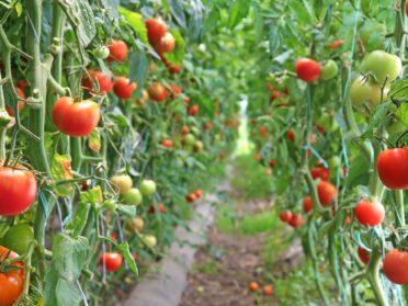 WhatsApp Image 2025-07-18 at 1.48.03 PM (11)